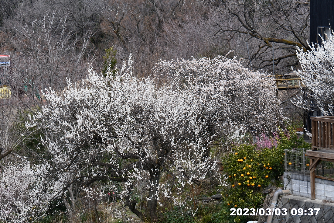 多摩市・都立桜ヶ丘公園周辺
