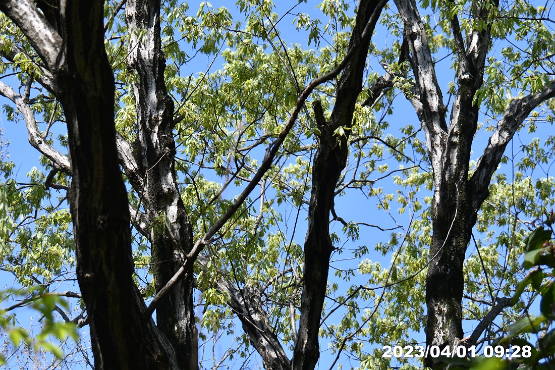 多摩市・都立桜ヶ丘公園周辺